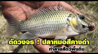 ระบบนิเวศ