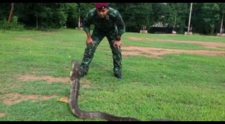 จับงูจงอาง