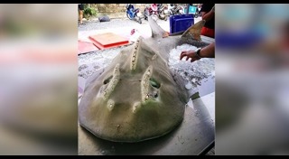 ปลาโรนิน