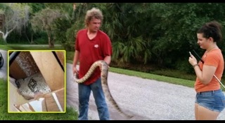 งูหางกระดิ่ง