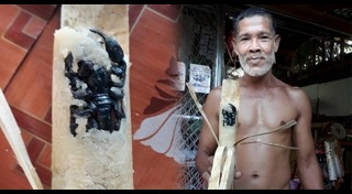 แมงป่อง