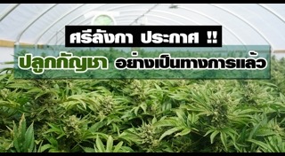 ปลูกกัญชา