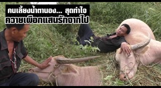 ควายเผือก