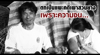 สวนยางพารา