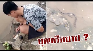 ปล่อยเต่า