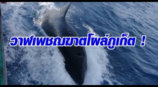 วาฬเพชฌฆาต