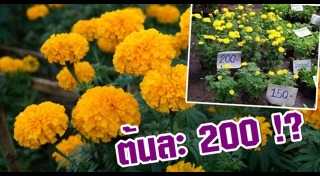 ดอกดาวเรือง