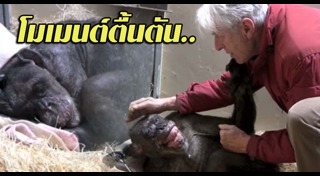 ชิมแปนซี