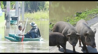 น้ำท่วมปทุมธานี