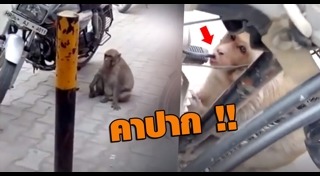 พฤติกรรมสัตว์