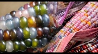 ข้าวโพด