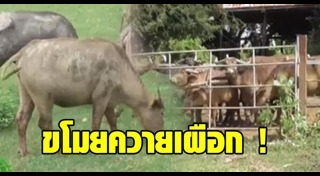 ควายเผือก