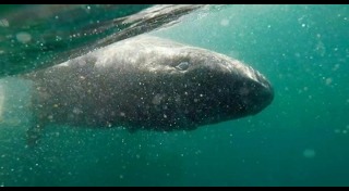 สัตว์ดึกดำบรรพ์