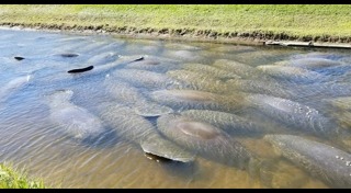 สัตว์อพยพ