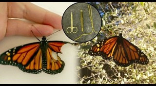 ผีเสื้อ