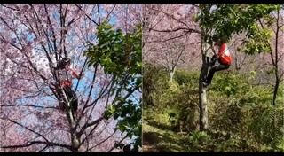 พญาเสือโคร่ง