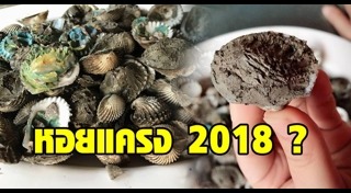 หอยแครง