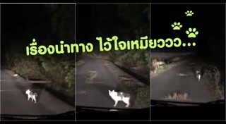 อินสตาแกรมแมว