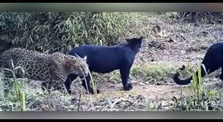 ห้วยขาแข้ง