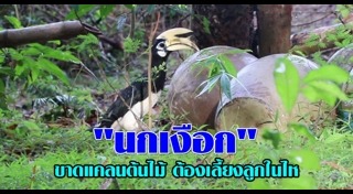 เกาะยาวน้อย