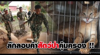 เสือกระต่าย