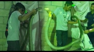 จับงูจงอาง