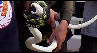 งูเผือก