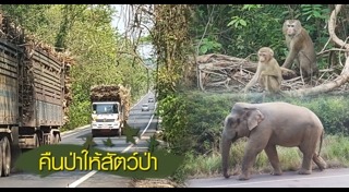 รถชนช้าง