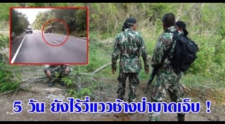 รถชนช้าง