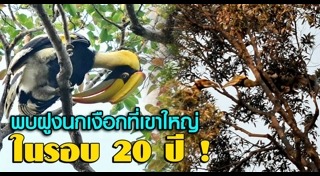 นกเงือก