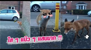 สุนัขจิ้งจอก