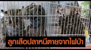 เสือปลา