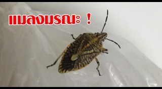 แมลงมีพิษ