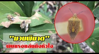 แมลงมีพิษ