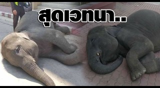 ควาญช้าง