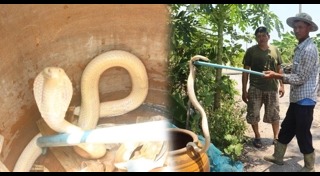 งูเผือก