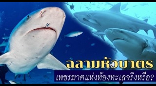 ฉลามหัวบาตร