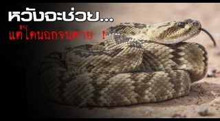 งูหางกระดิ่ง