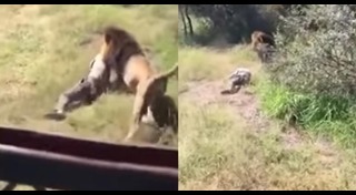 สิงโตกินคน