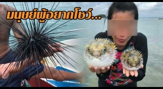 ปลาปักเป้า