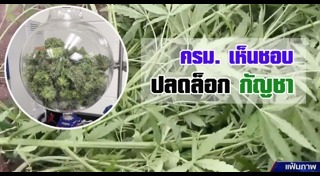 ปลูกกัญชา