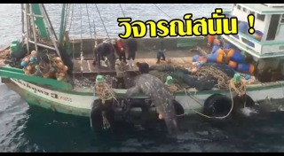 ฉลามติดอวน