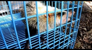 สัตว์ใกล้สูญพันธุ์