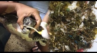 เต่าตนุ