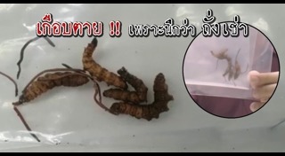 สมุนไพรปลุกอารมณ์ทางเพศ