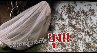 วิธีป้องกันยุงกัด