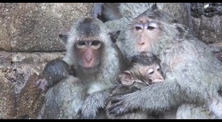 พระปรางค์สามยอด