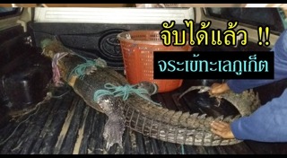 จระเข้น้ำเค็ม