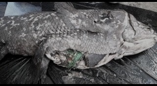 สัตว์ดึกดำบรรพ์