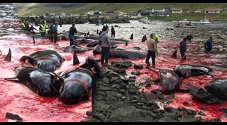 เทศกาลแปลกๆ